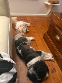 Doggies very relaxed