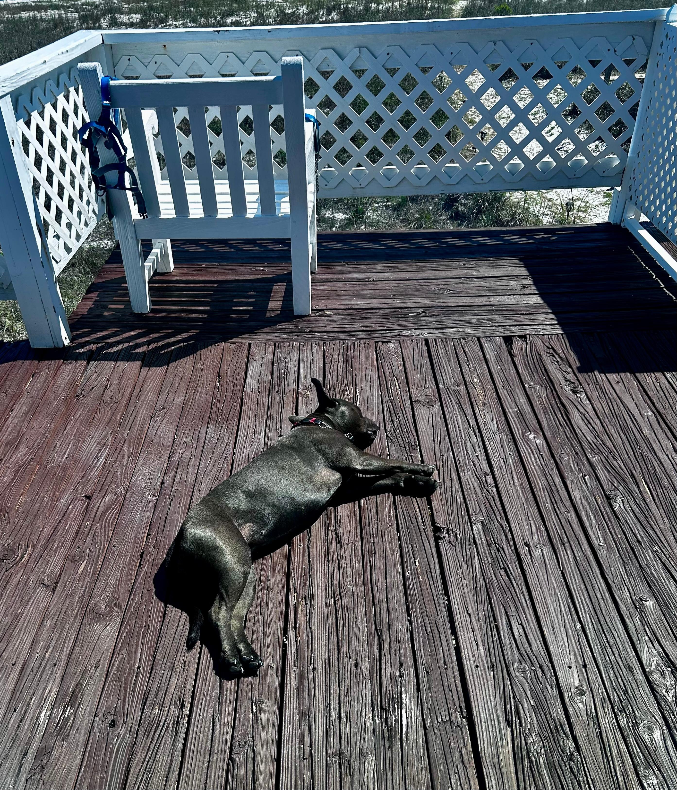Tired pupper enjoying the sun. 