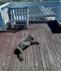 Tired pupper enjoying the sun.