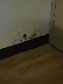 Mold