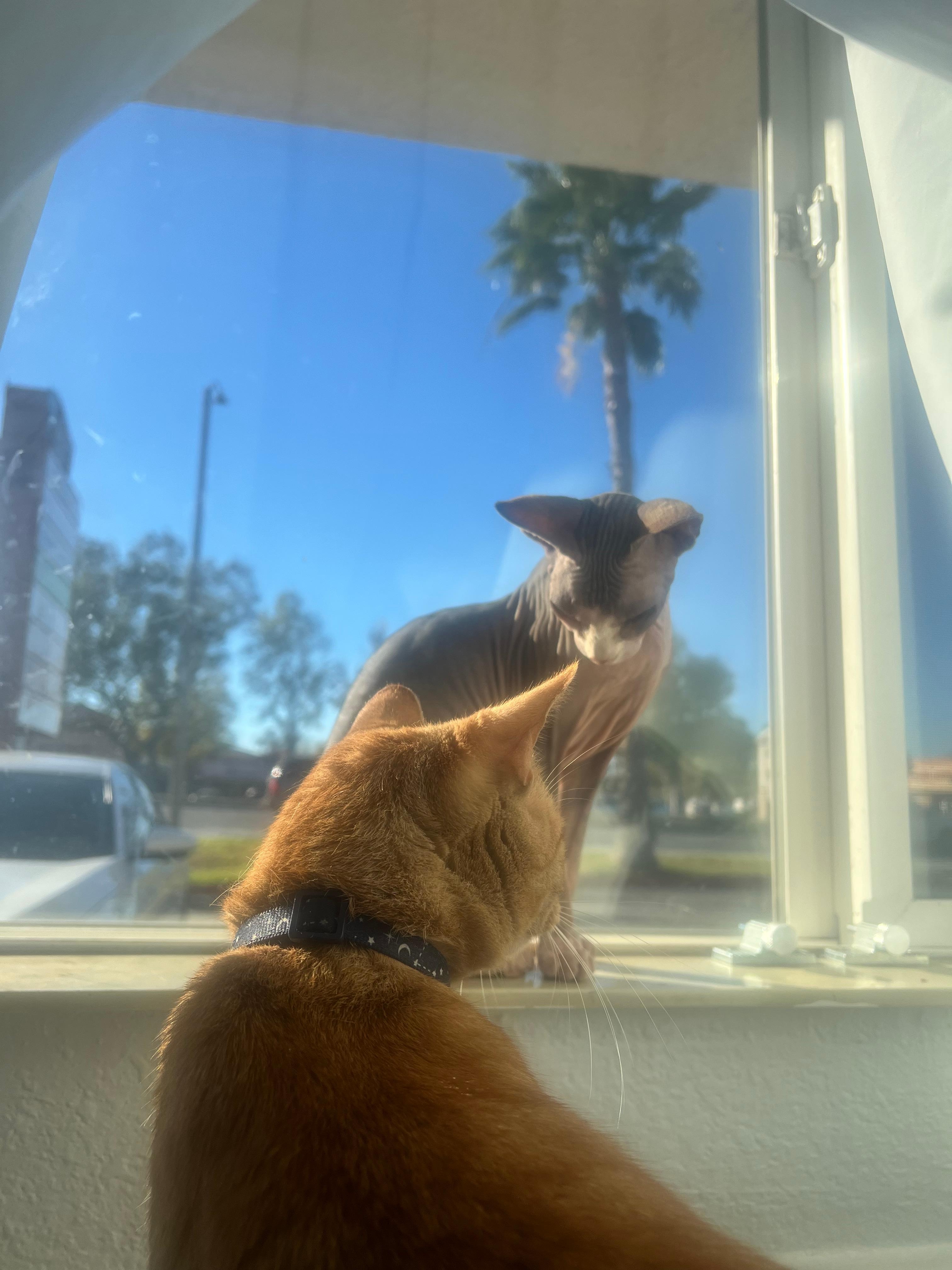 Both love the window but really like seeing other cats <3