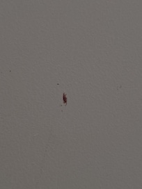 On the bathroom wall - blood?