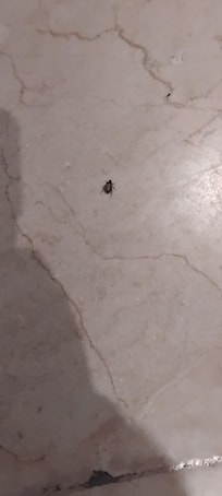 En la recamara habia de estos animalitos