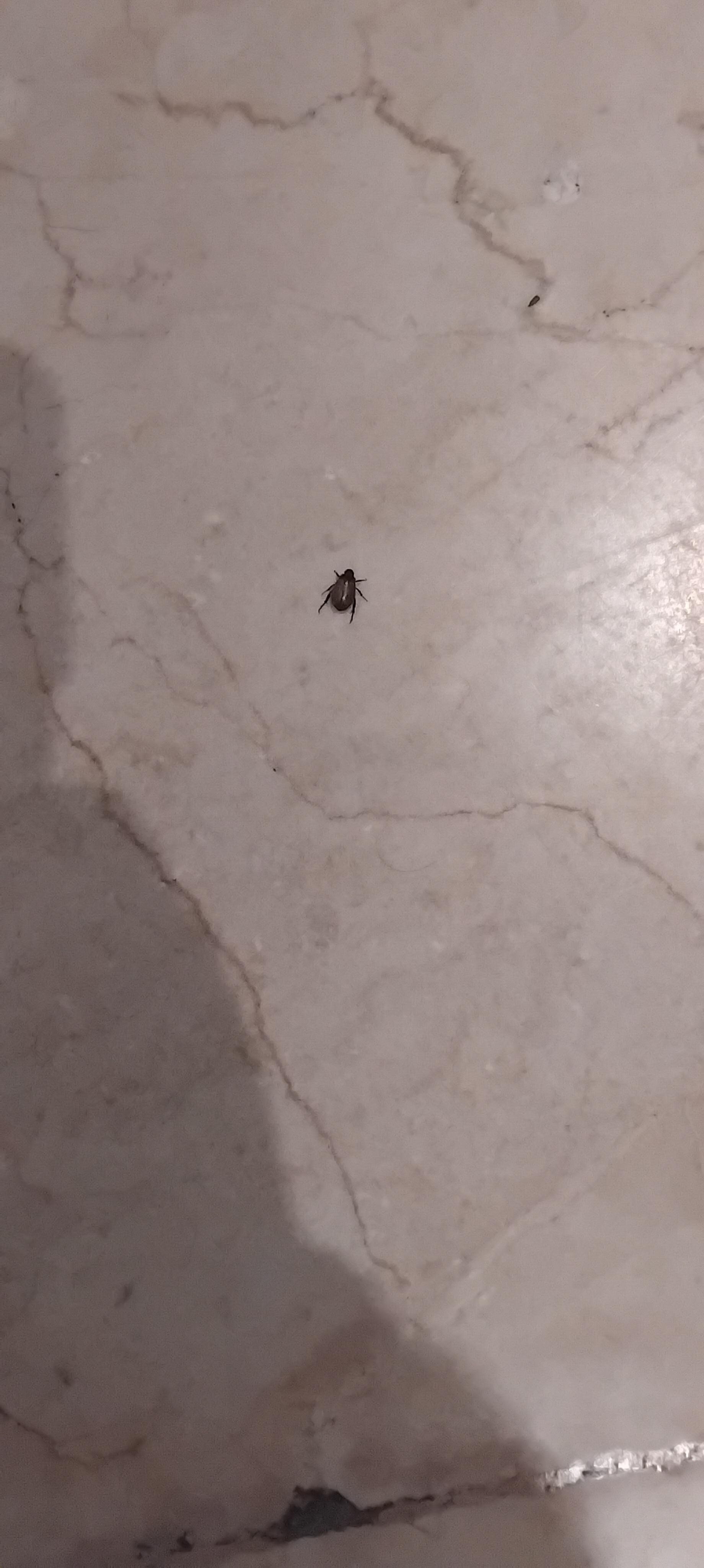 En la recamara habia de estos animalitos