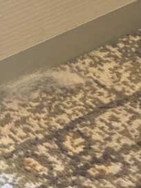 Pet hair in the room