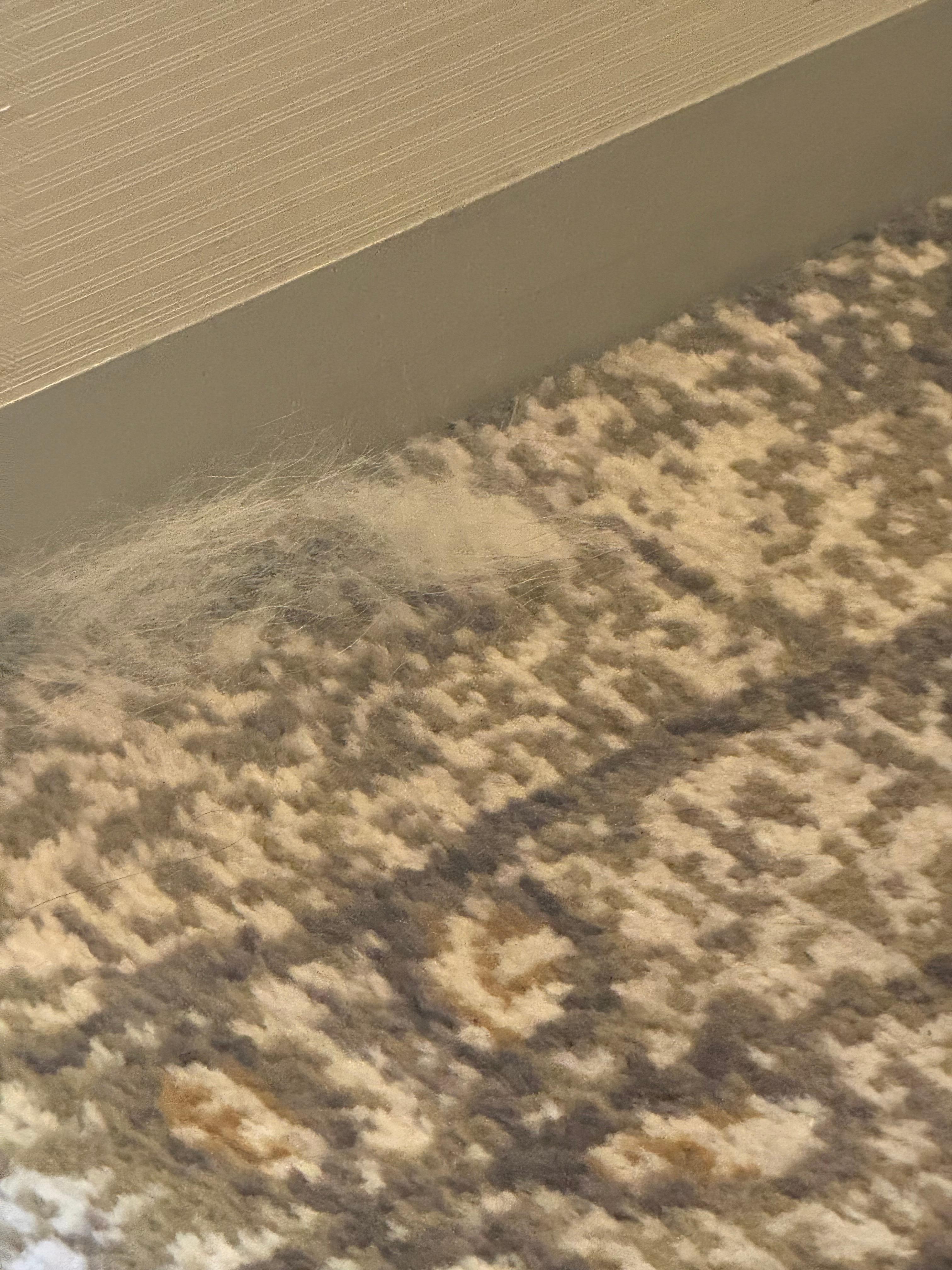 Pet hair in the room