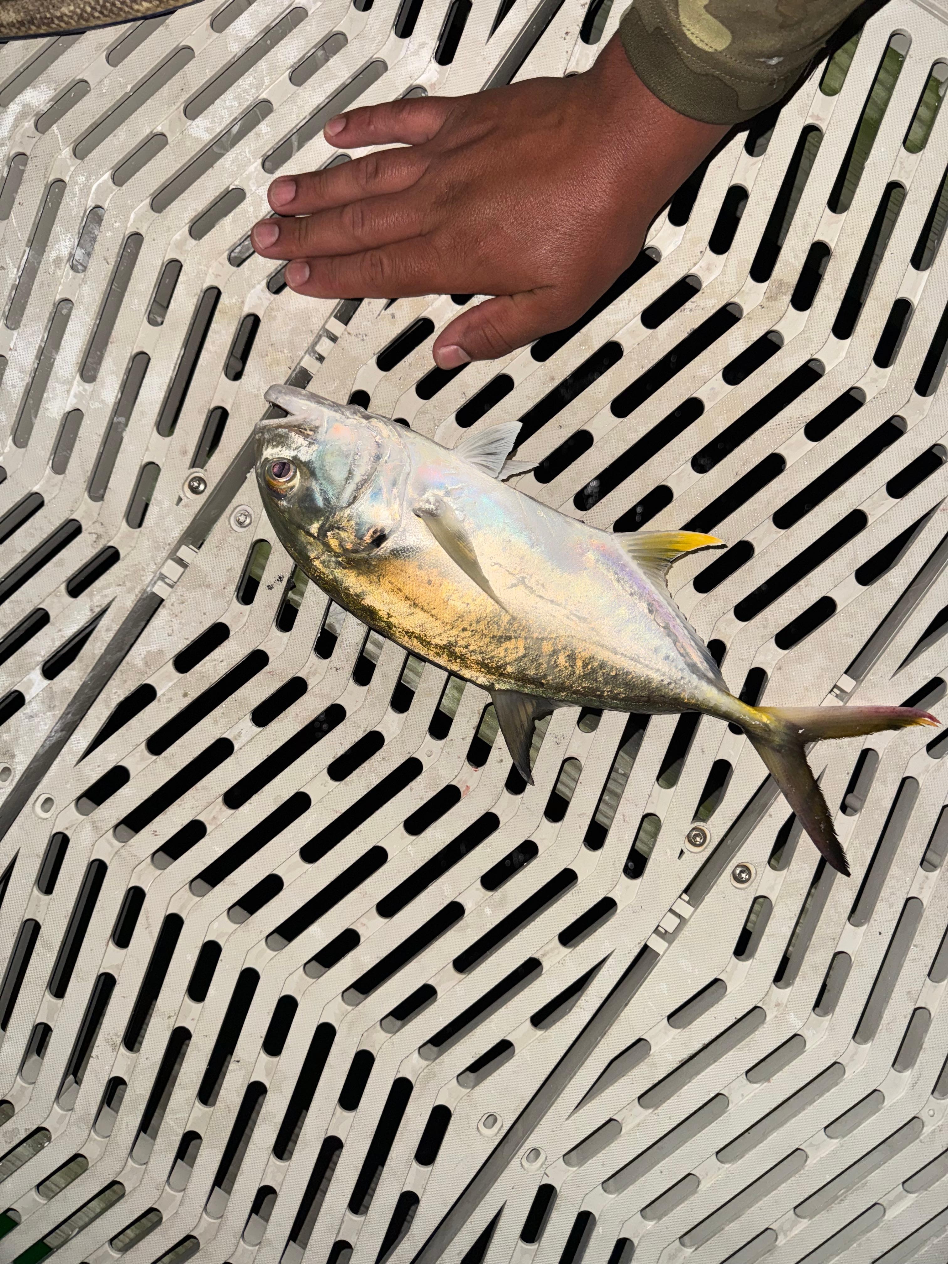 We caught a variety of fish from the dock and saw a pair of manatees. One swam right under me.