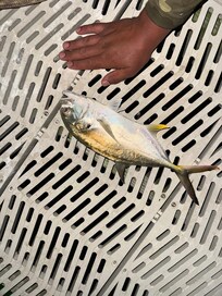 We caught a variety of fish from the dock and saw a pair of manatees. One swam right under me.