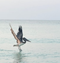 Pelican