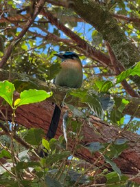 Motmot in the trees next to the nearby El Camino Gelato shop