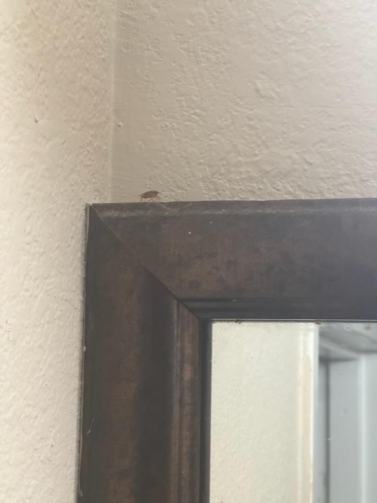 Roach