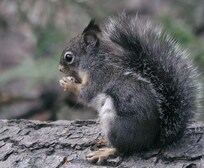 Squirrel at Mariposa Grove