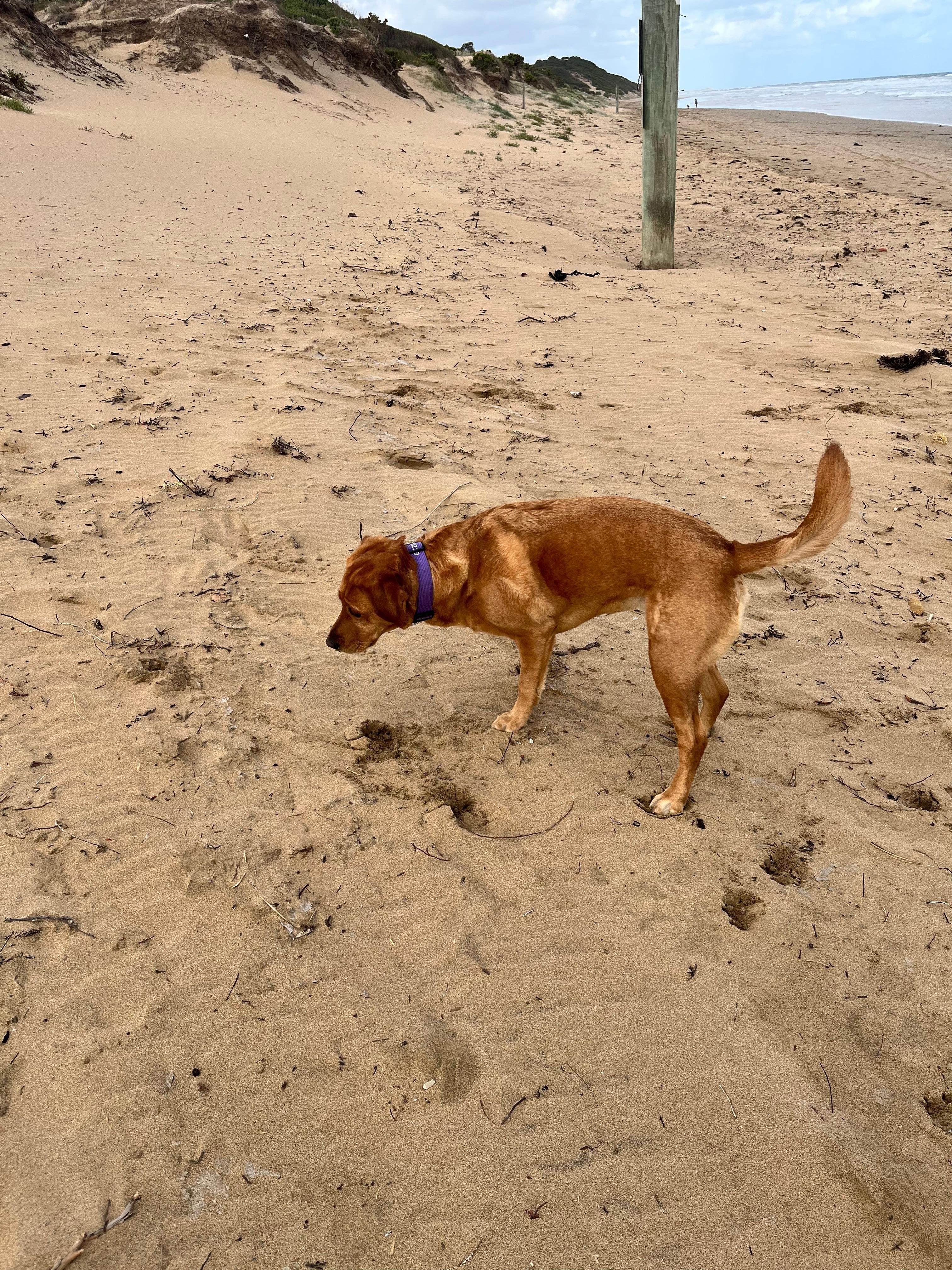 Exploring whites beach