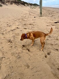 Exploring whites beach