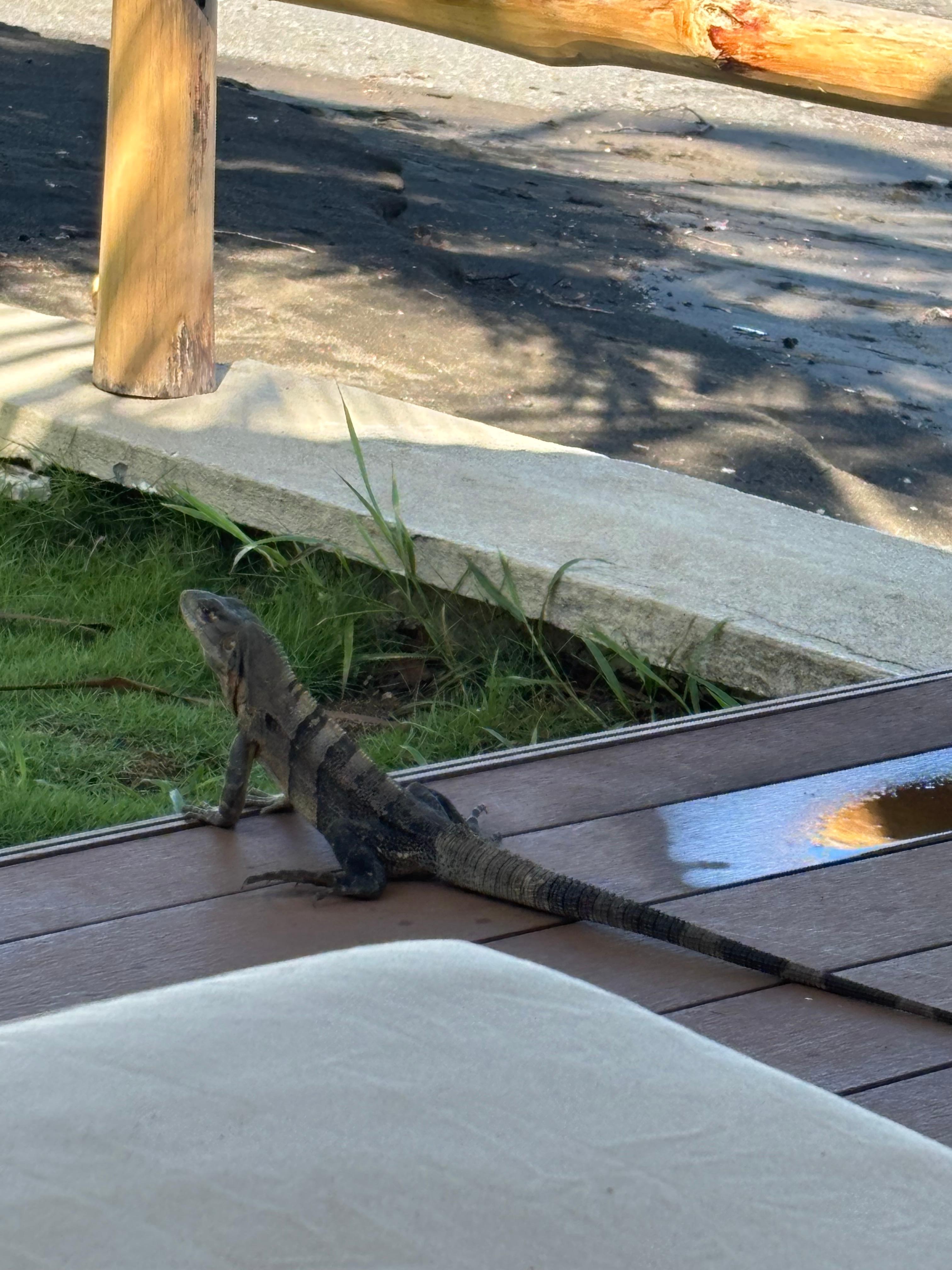 Friendly iguana visit during my morning beach and Bible time