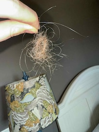 Hairball in my daughter's bed.