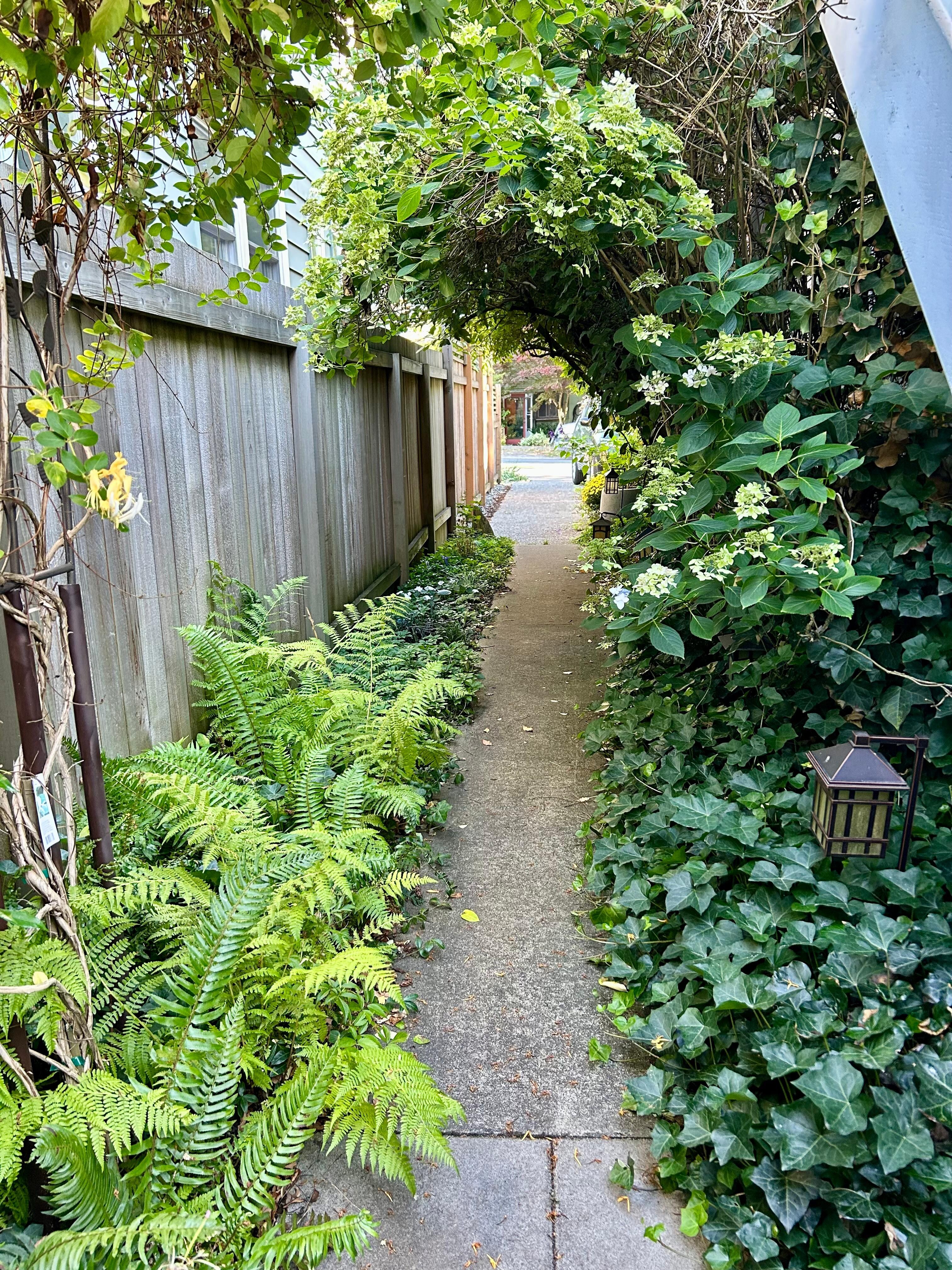 The laneway at the side of the house looking to the street