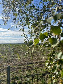 vue sur les vignes , du calme apprécié