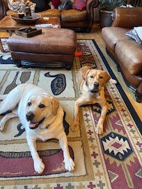 Scooter and Copper chilling out after a day of play.