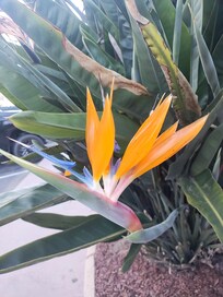 Bird of paradise bring beauty