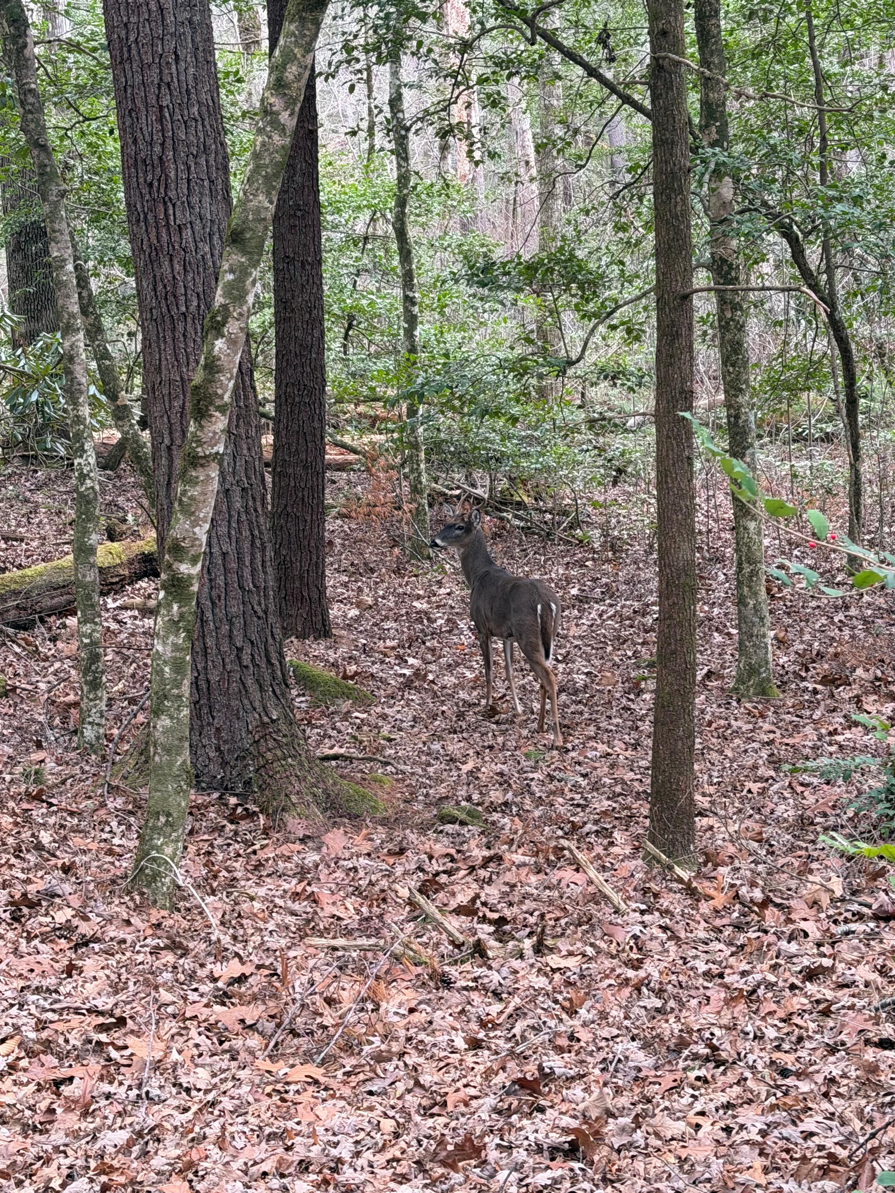 Cades Cove