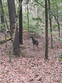 Cades Cove