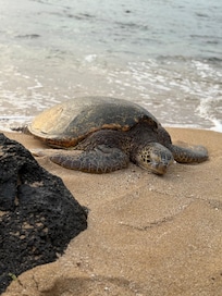 Sleeping turtles on the beach