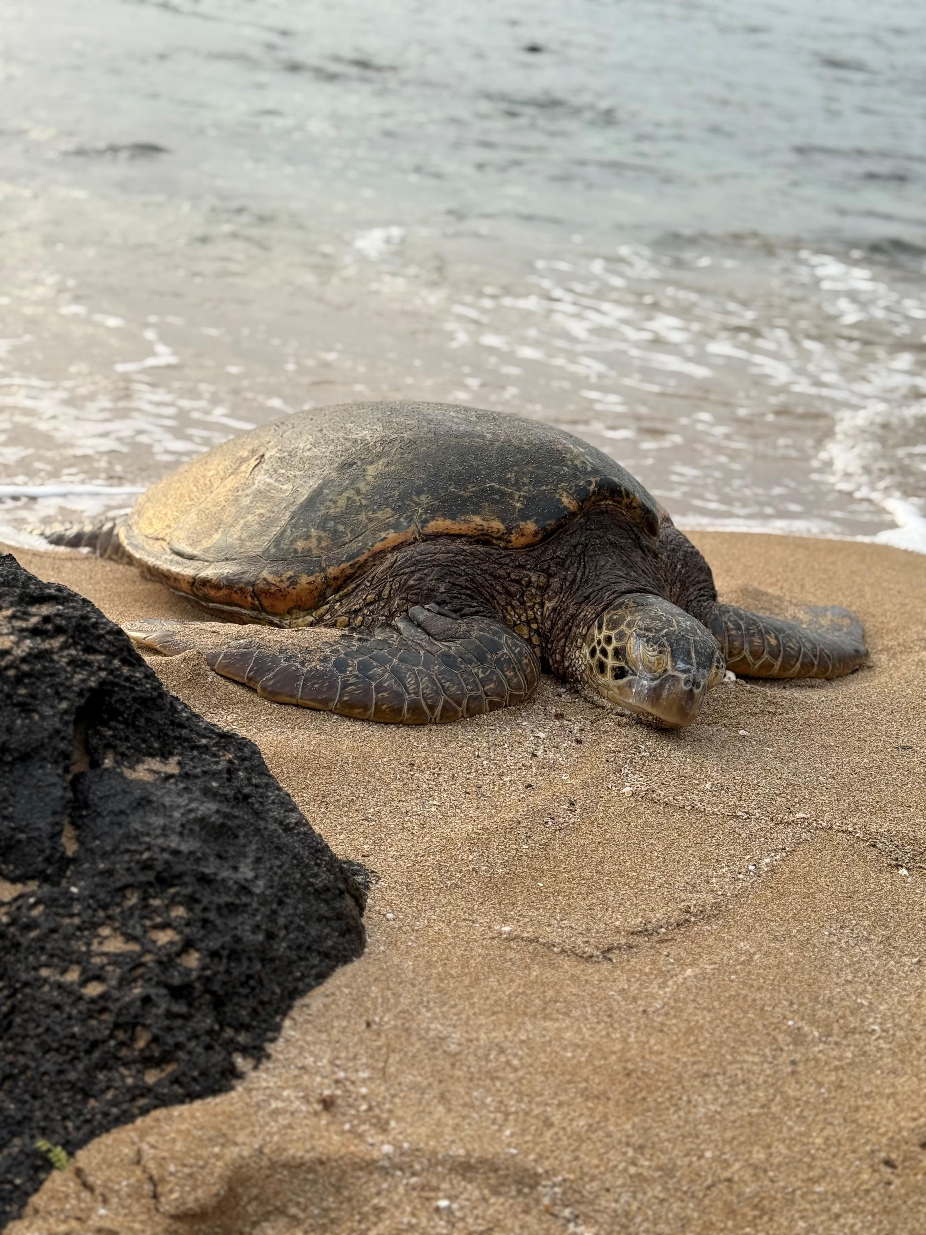 Sleeping turtles on the beach