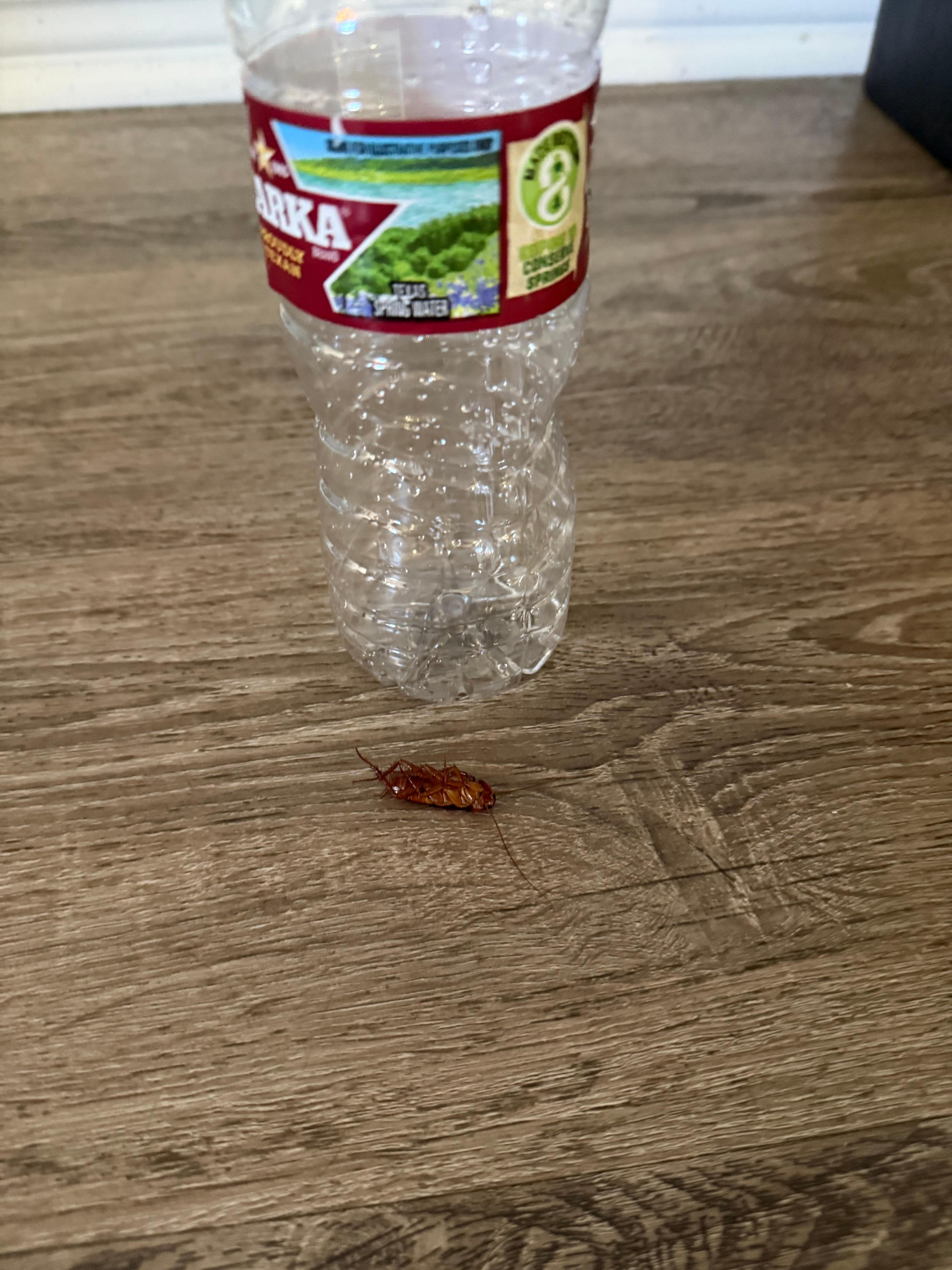 One of many cockroachs