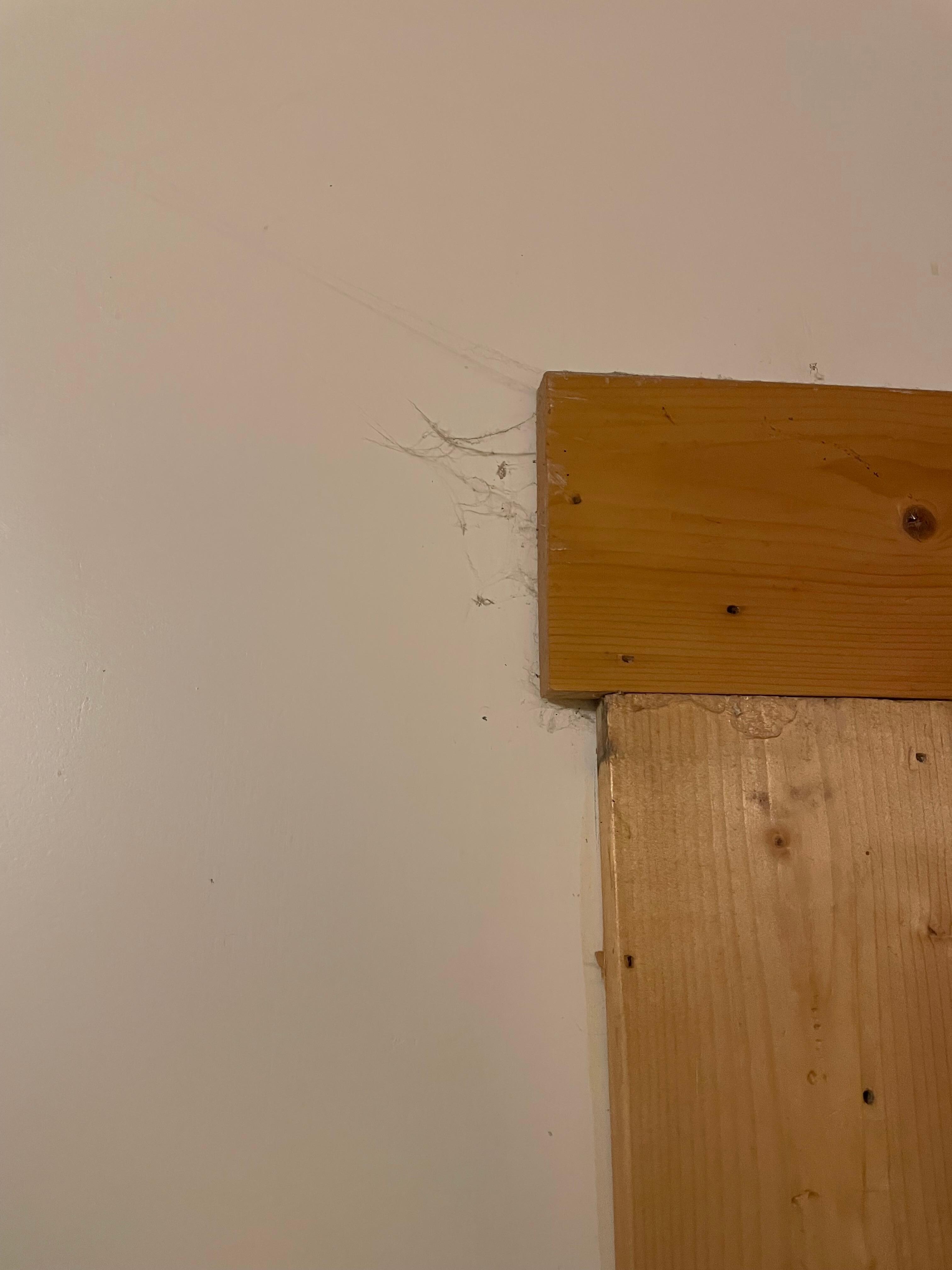 Cobwebs in all the corners and windows