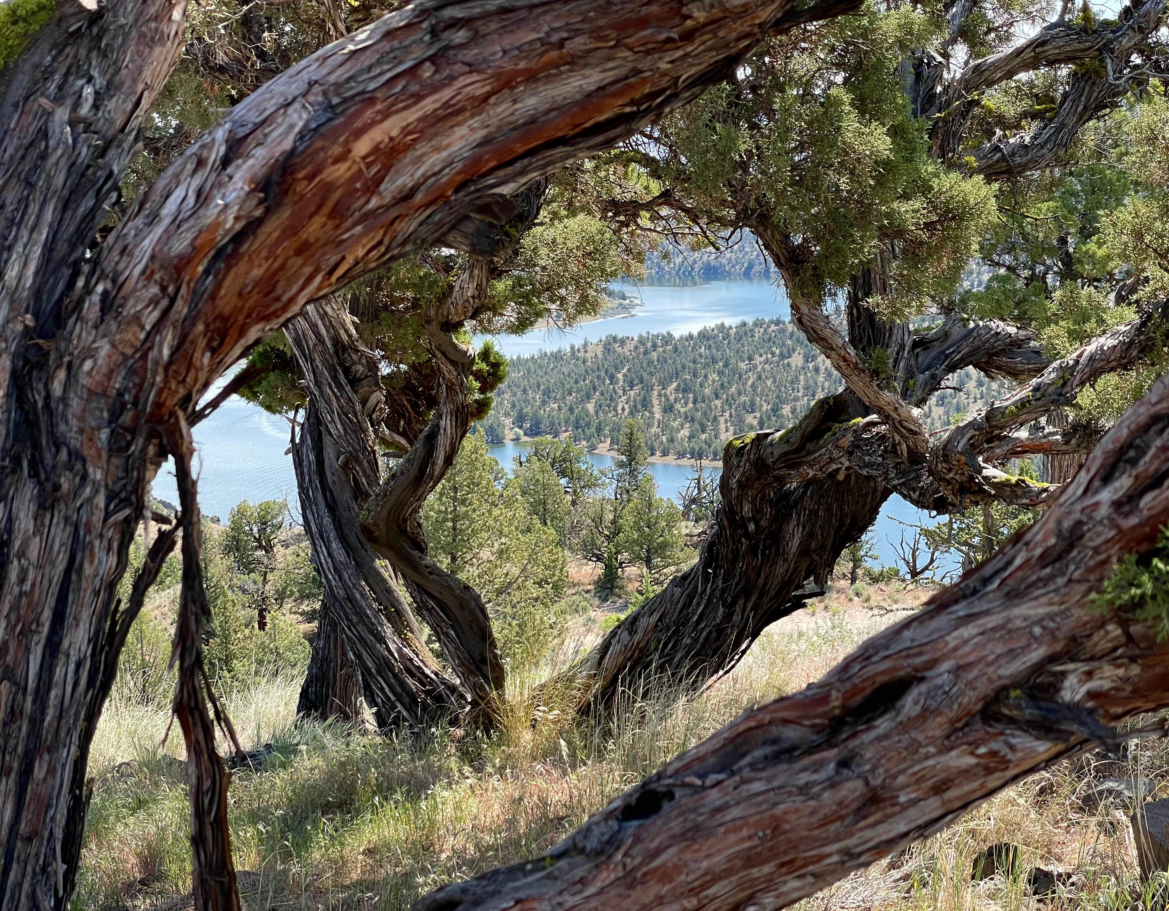Double frame from two Junipers just off the patio