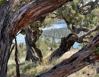 Double frame from two Junipers just off the patio