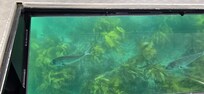 Glass bottom boat tour