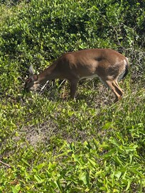We saw a deer as we walked to the beach
