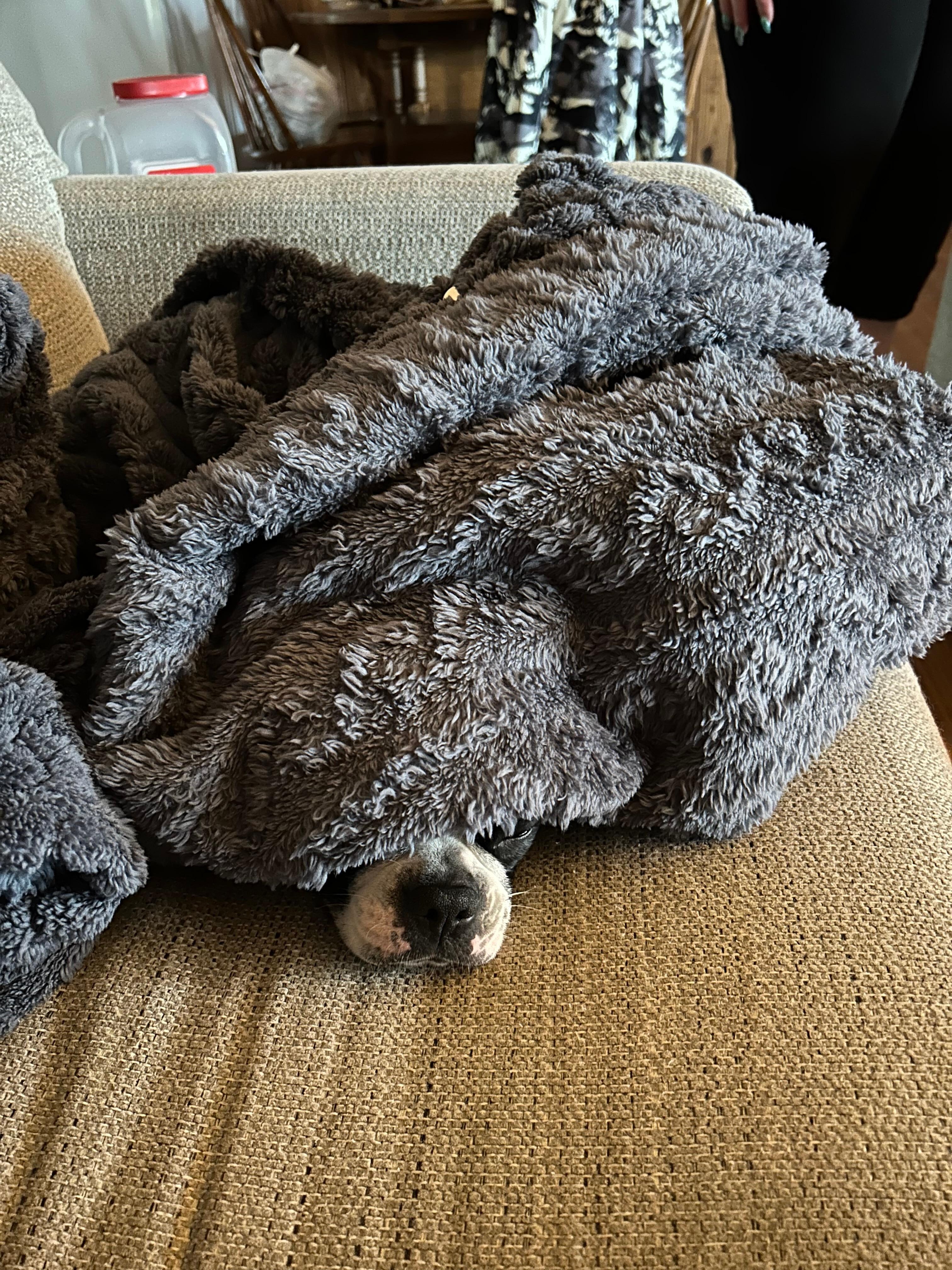 Luna chilling in the Living room. 