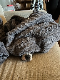 Luna chilling in the Living room.