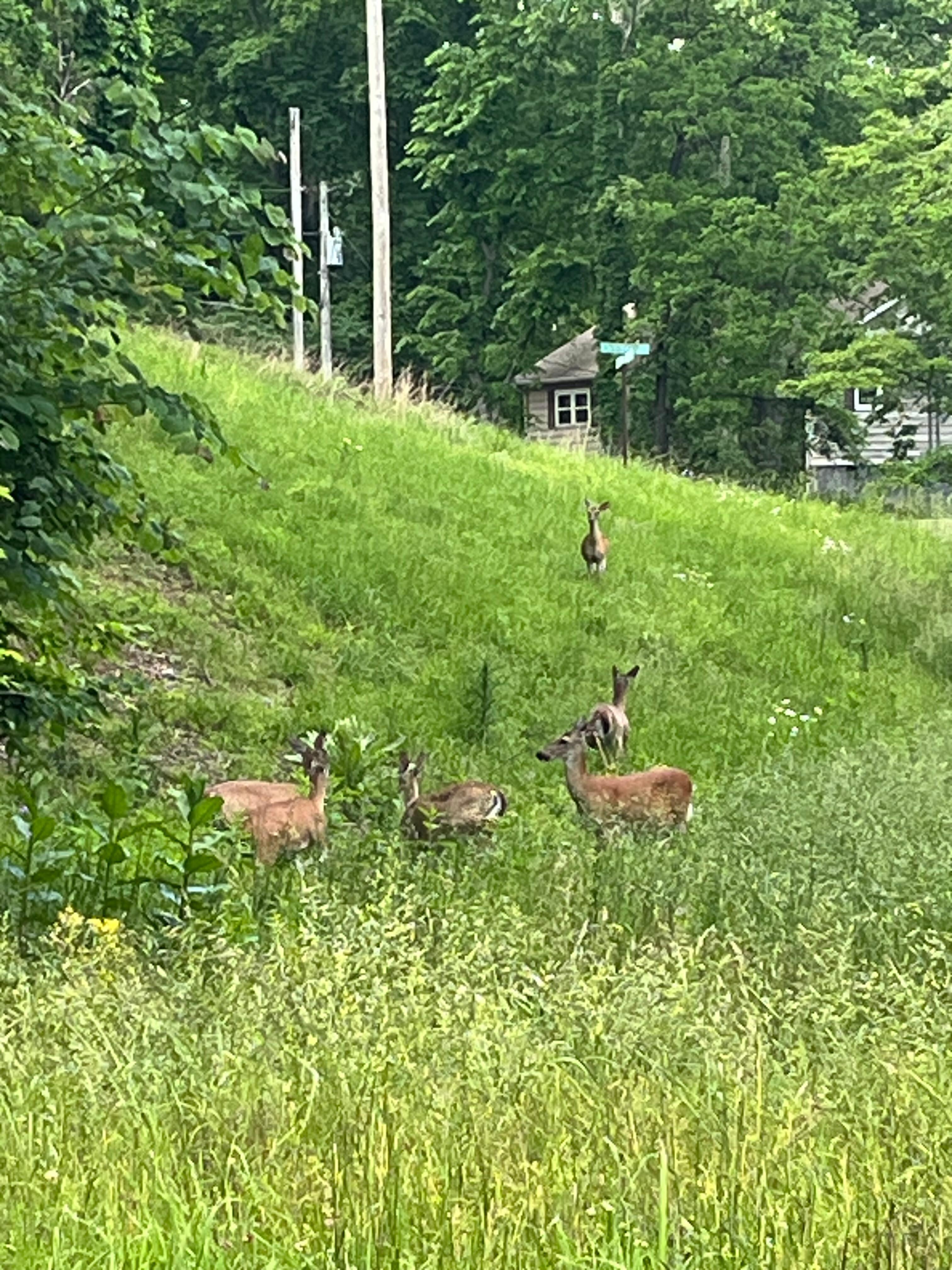 This was right in front of the cabin. 