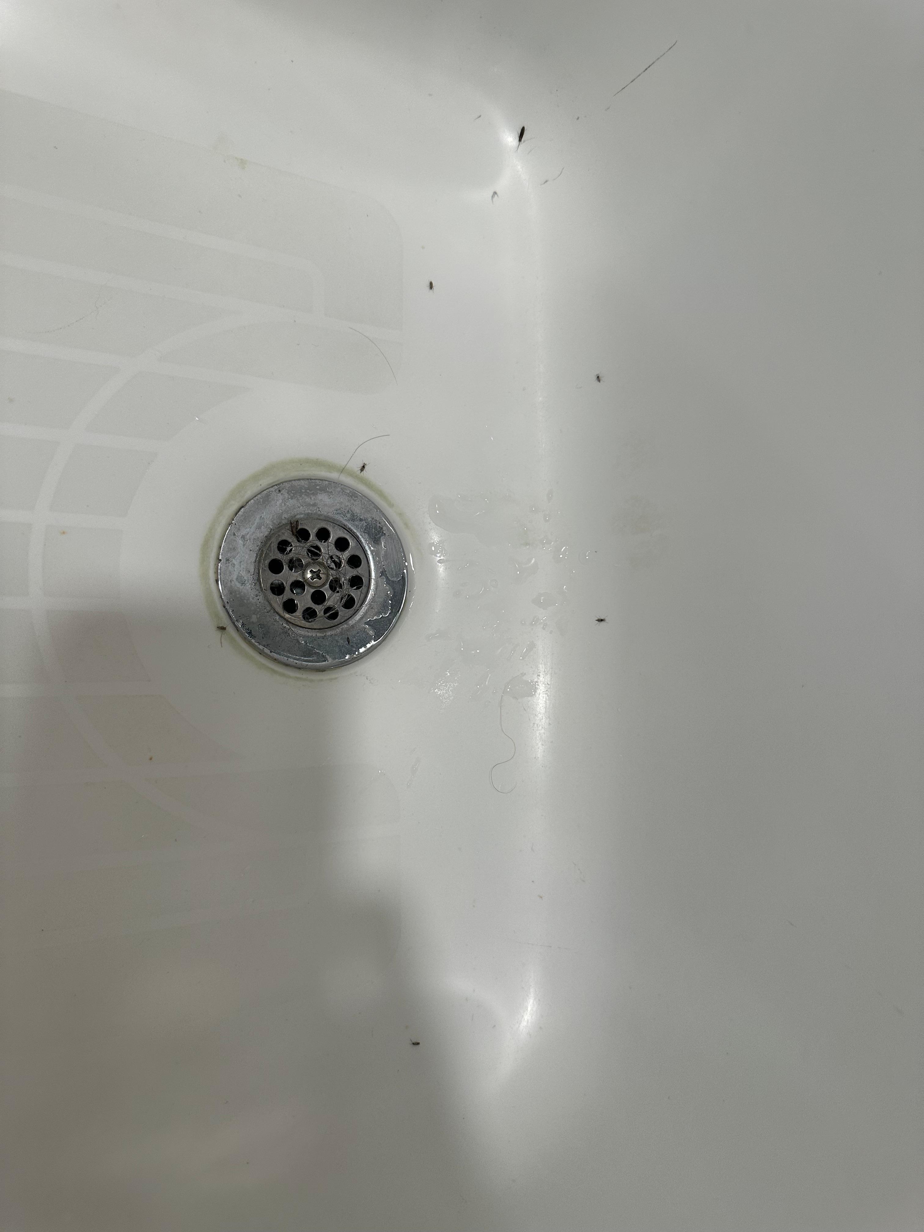 Bugs in tub