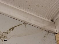 Mold growing in 2nd shower with cobwebs. Pic was taken and never used shower.