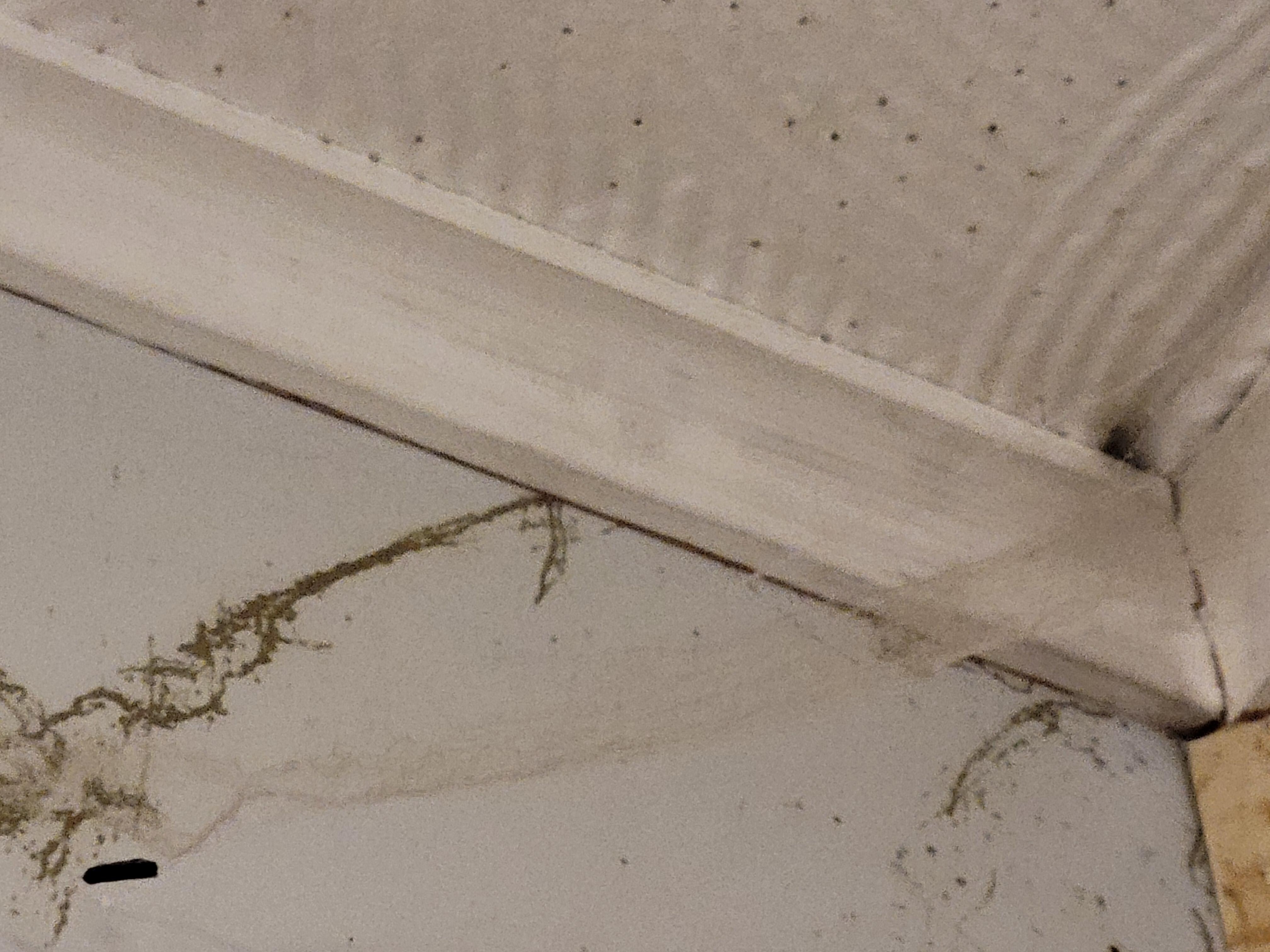 Mold growing in 2nd shower with cobwebs. Pic was taken and never used shower.