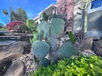 I forgot to say, the plantings for this VRBO and neighborhood are extra special if you are into that type of thing…TAKE A WALK 🫶🏼