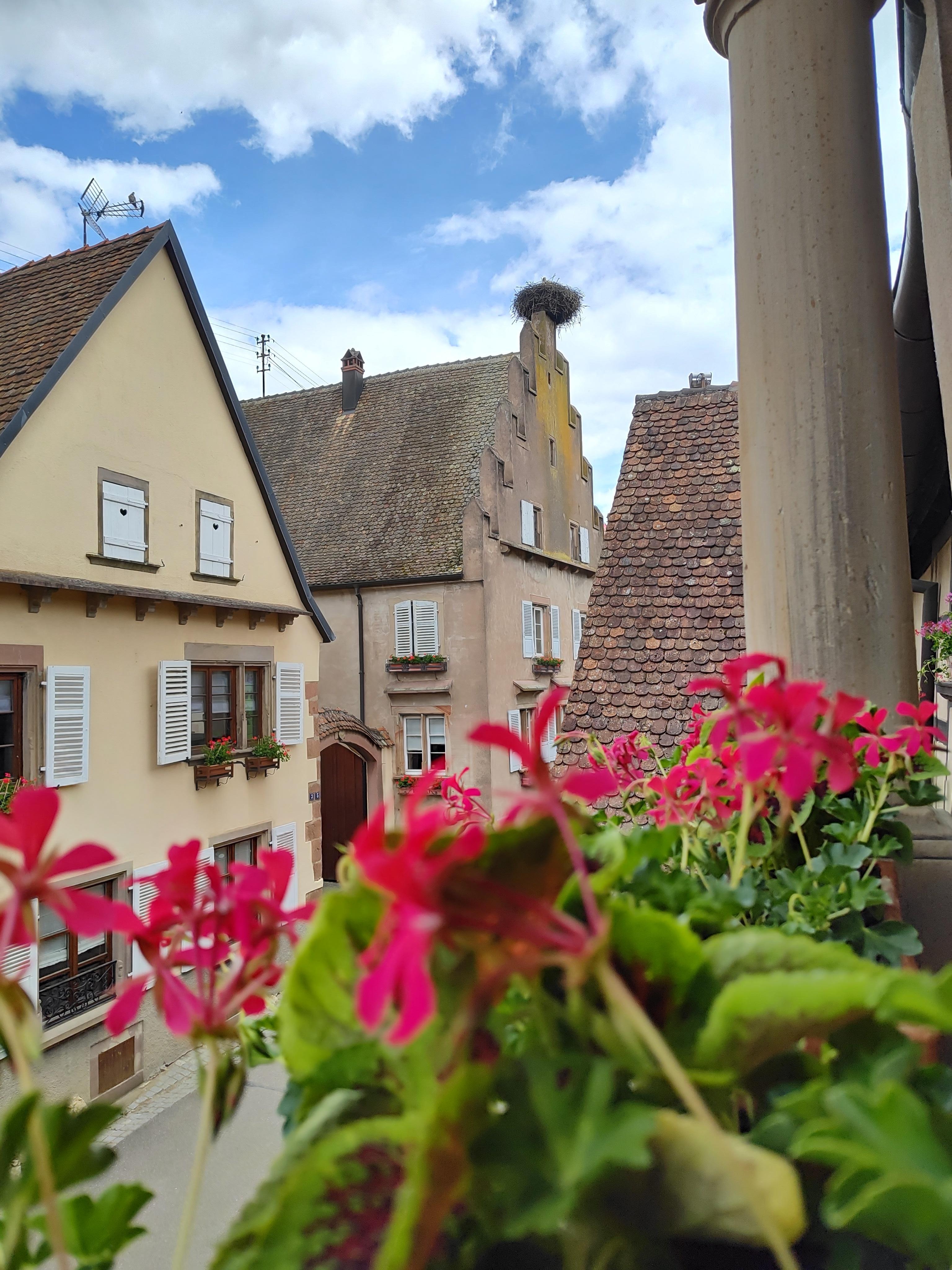 Storchennest in Mittelbergheim 