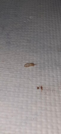 2.Live_insect_inside_kitchen_cupboard