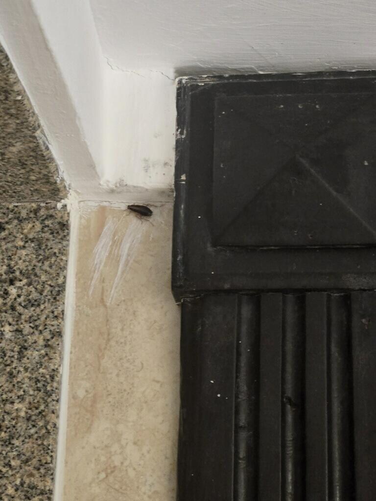 The roach that was found crawling around in the bathroom. 