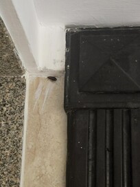 The roach that was found crawling around in the bathroom.