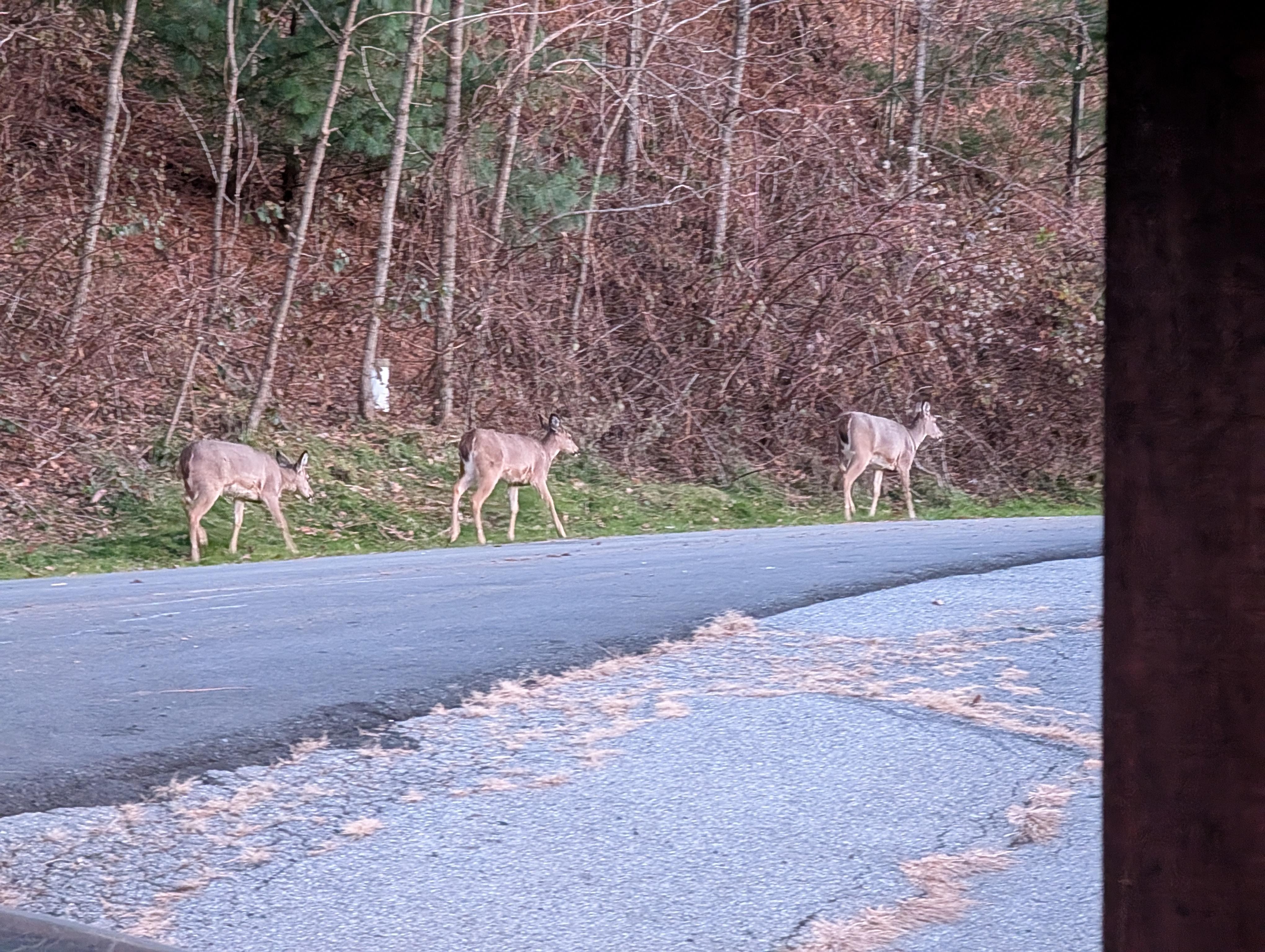 Three deer we saw right outside the cabin the day before we left