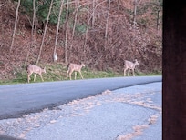 Three deer we saw right outside the cabin the day before we left