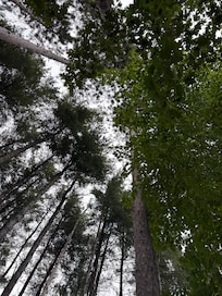 View from lying in the hammock.