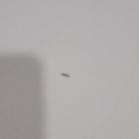 Bugs and wings on the bed