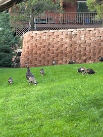 Turkeys in the yard!